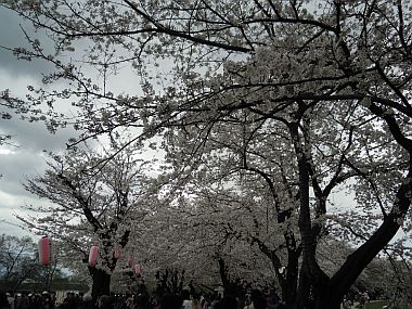 桜はほぼ満開