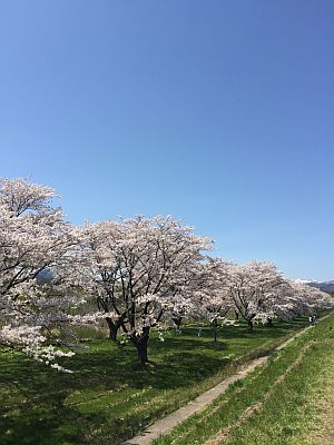 雫石川園地の桜