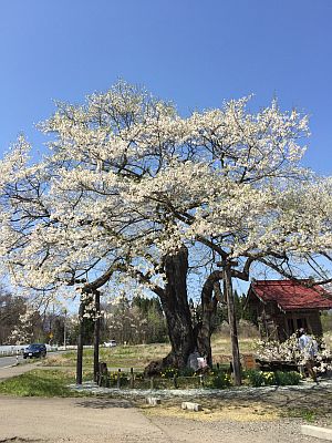 長山街道の弘法桜