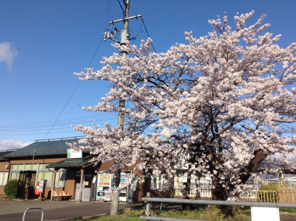 花巻空港駅の桜 花巻空港駅の桜