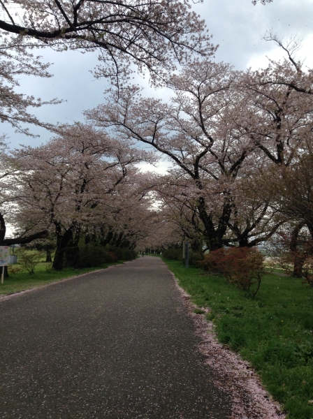 桜はそろそろ終わり 桜はそろそろ終わり